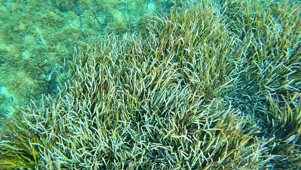 Niewidzialne lasy Majorki zagrożone przez ciepło. Nowy projekt pokazuje, że można je odbudować.