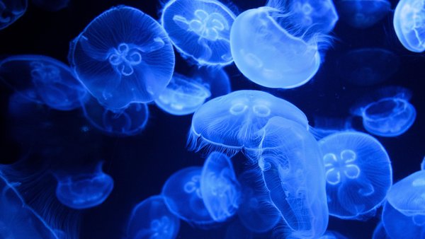 Meduzy pojawiają się coraz częściej na Majorce. Czy ma z tym związek rekordowo ciepłe morze?
