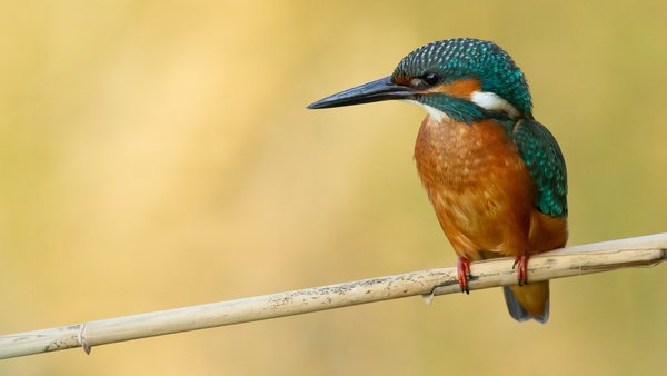 Plebiscyt na Zwierzę Roku 2026 - dołącz i Ty!